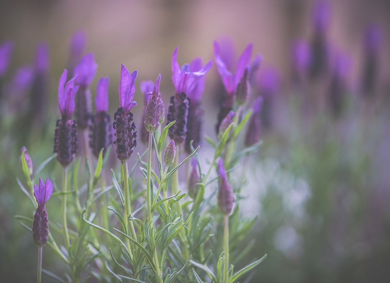 lavender, flowers, nature-3363791.jpg